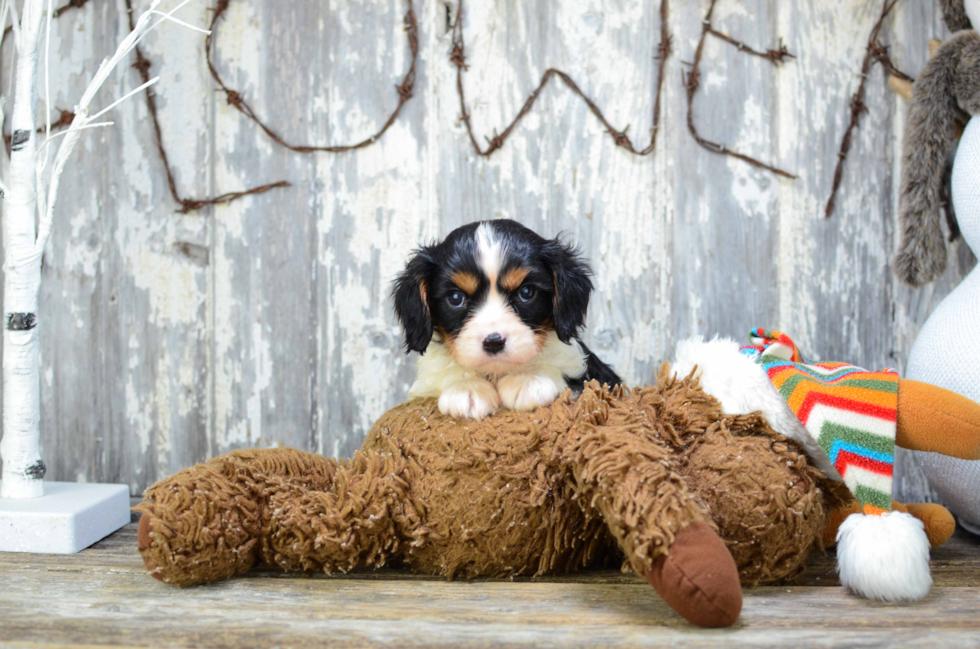Cavalier King Charles Spaniel Puppy for Adoption