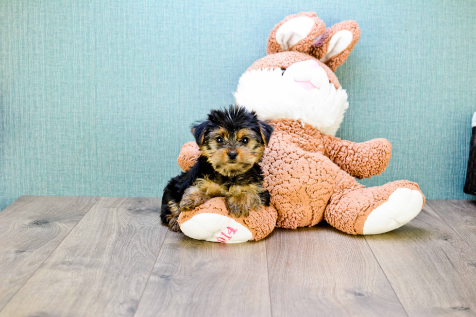 Meet Teacup-Izzie - our Yorkshire Terrier Puppy Photo 