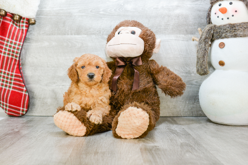 Fluffy Mini Goldendoodle Poodle Mix Pup