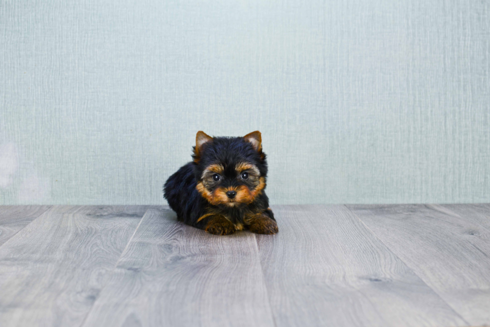 Meet Heidi - our Yorkshire Terrier Puppy Photo 