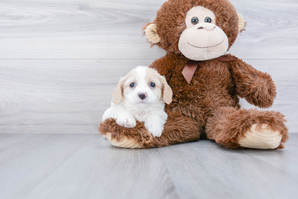 Cavachon Puppy for Adoption