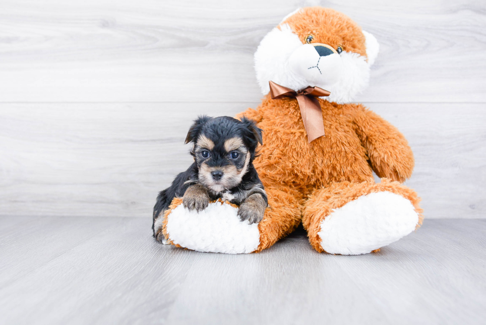 Hypoallergenic Yorkie Designer Puppy