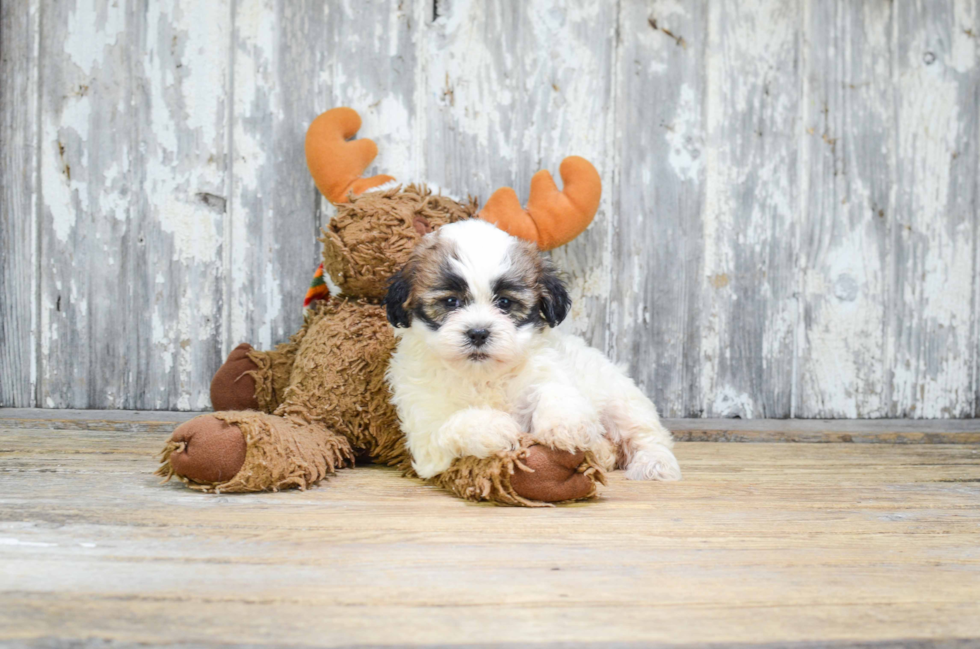 Teddy Bear Pup Being Cute