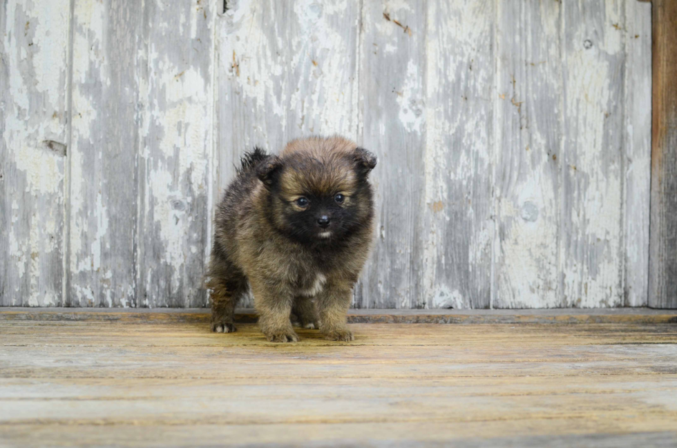 Best Pomeranian Baby