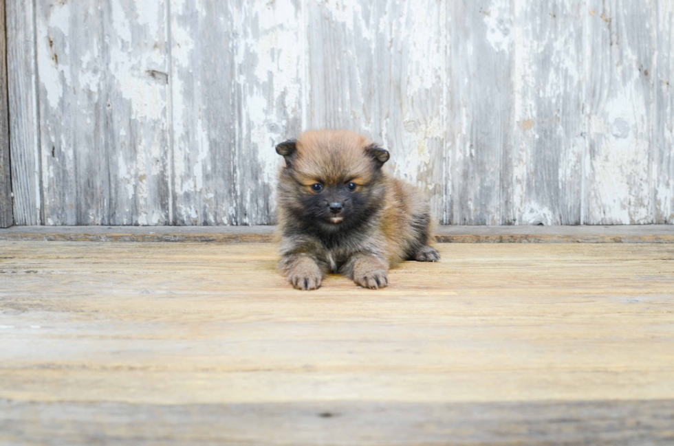 Popular Pomeranian Purebred Pup