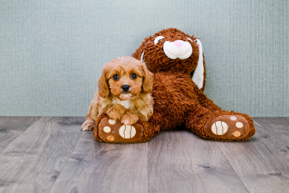 Cavapoo Pup Being Cute