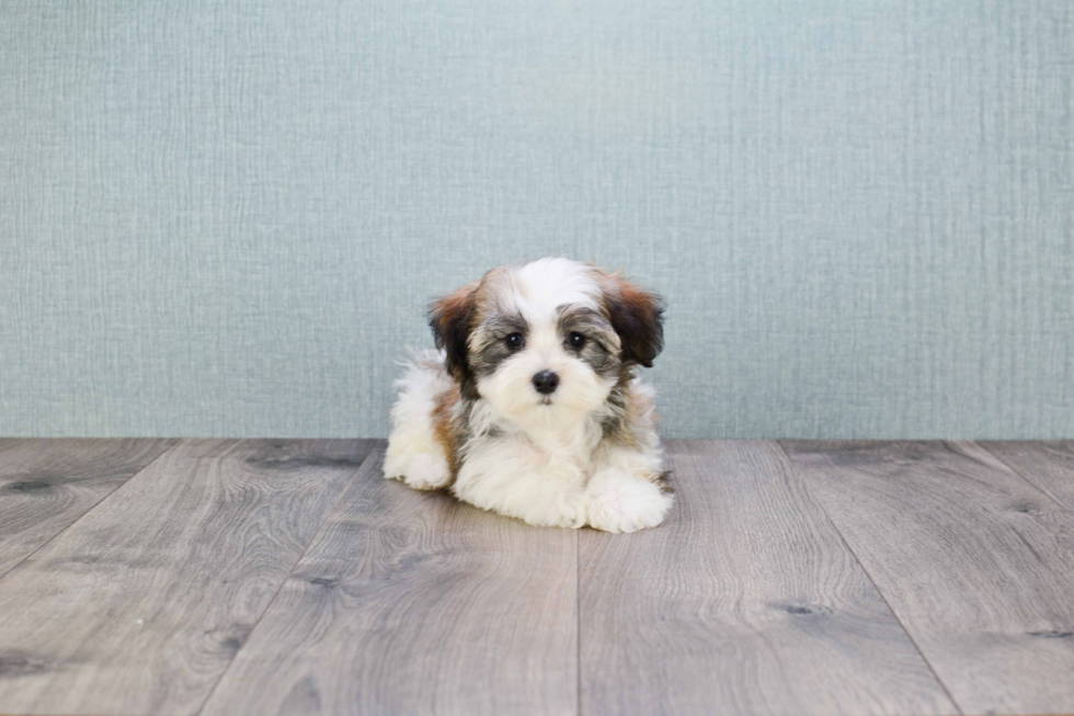 Petite Havanese Purebred Puppy