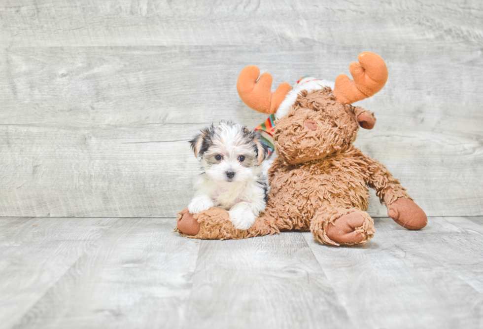 Small Morkie Baby