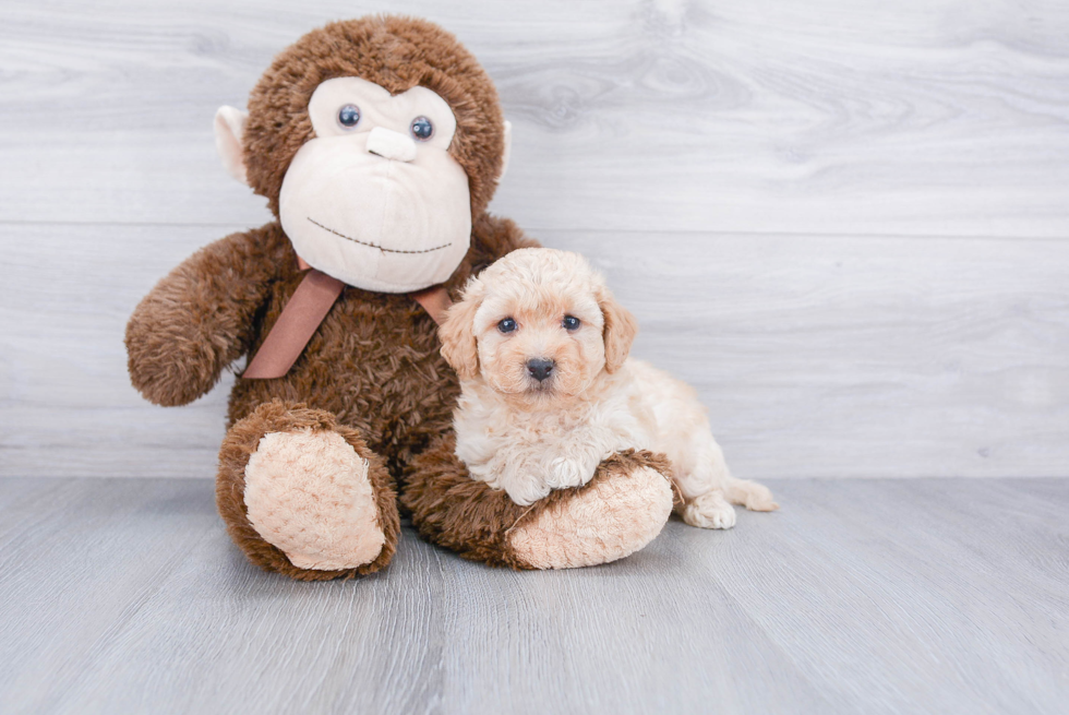 Little Maltepoo Poodle Mix Puppy