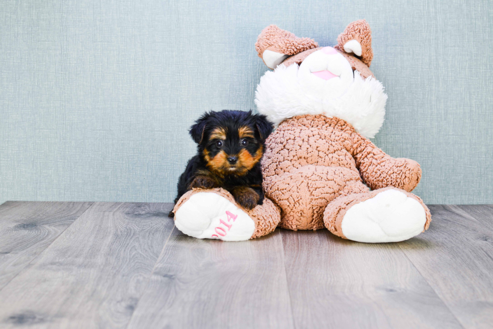 Meet Capone - our Yorkshire Terrier Puppy Photo 