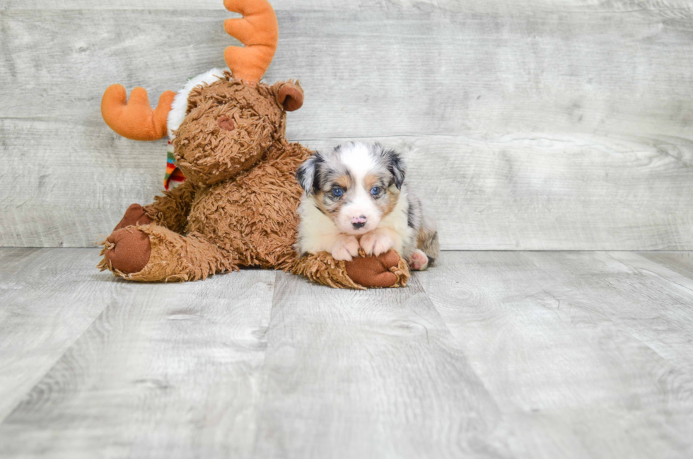 Sweet Mini Aussiedoodle Baby