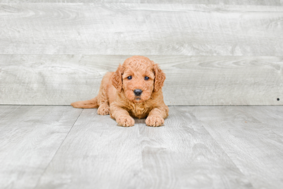 Small Mini Goldendoodle Baby