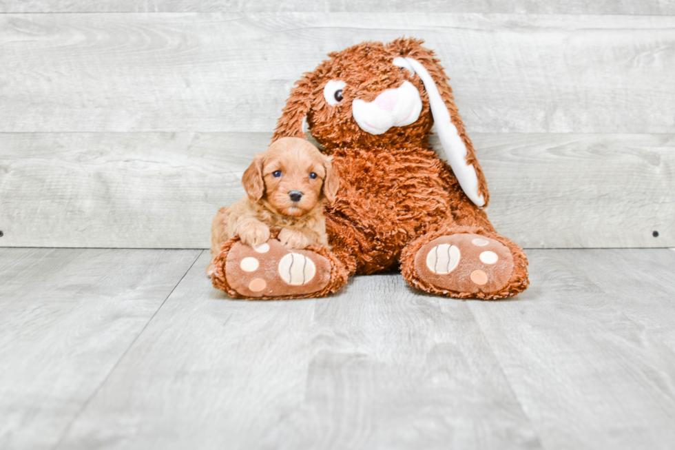 Happy Cavapoo Baby