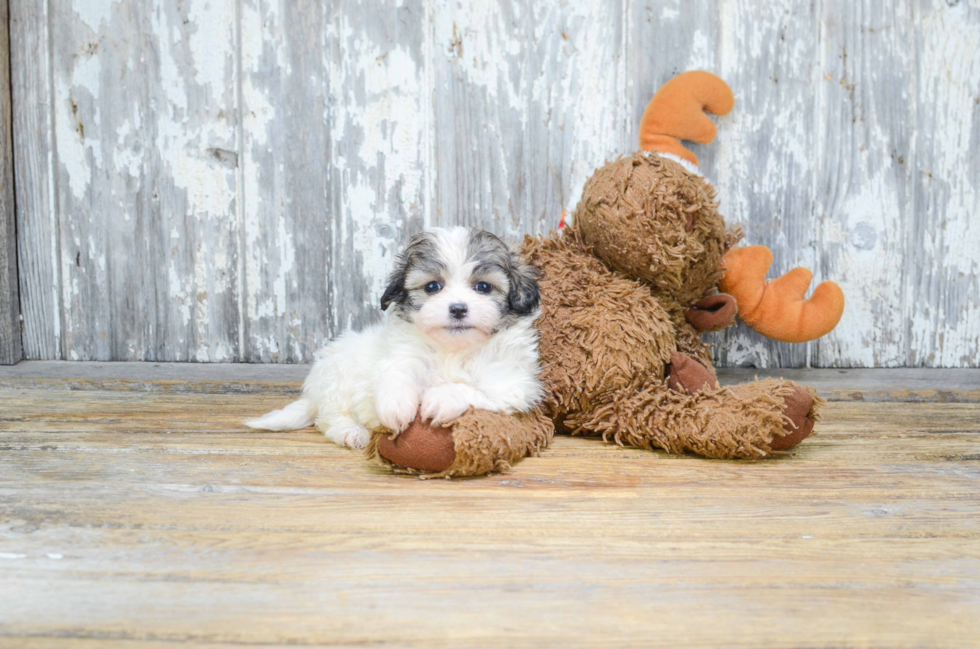 Happy Teddy Bear Baby