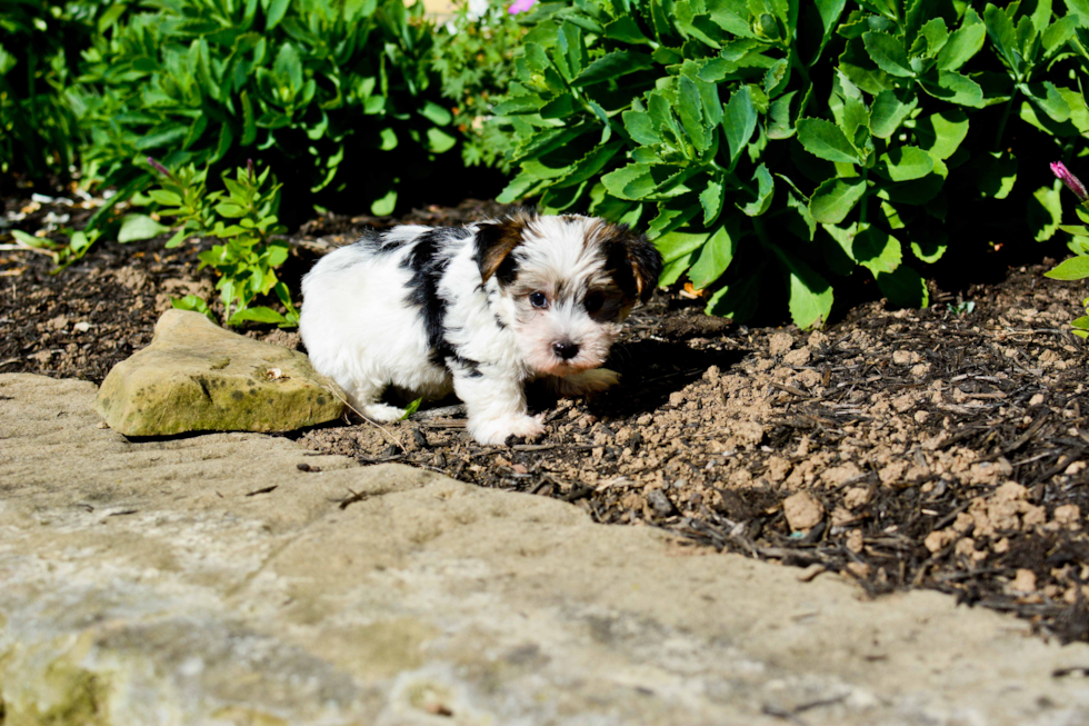 Adorable Yorkie Designer Puppy