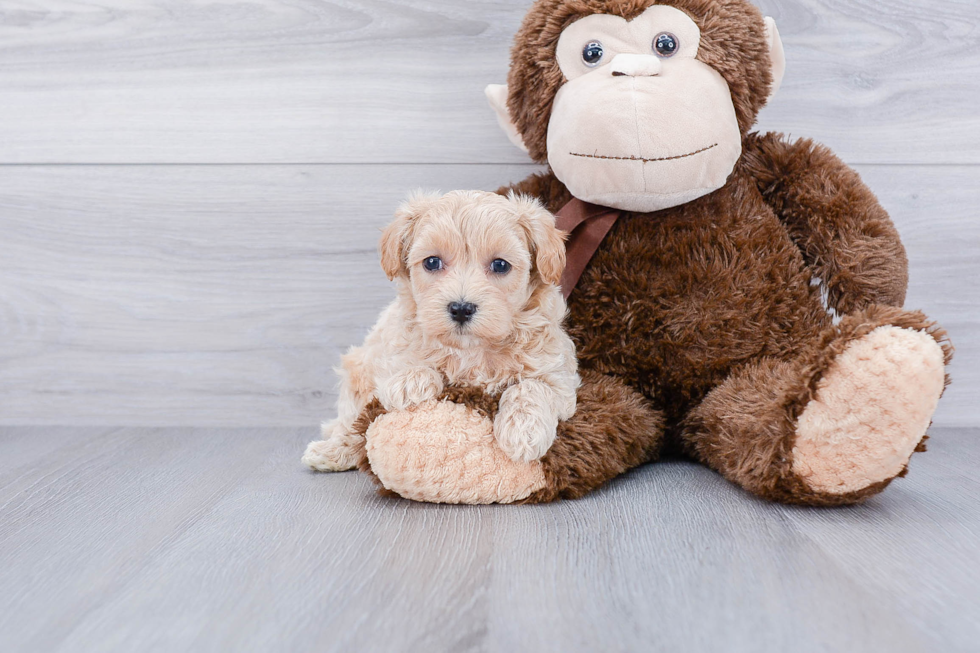 Sweet Maltipoo Baby