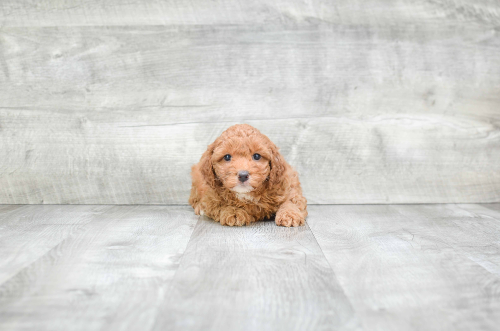 Mini Goldendoodle Puppy for Adoption