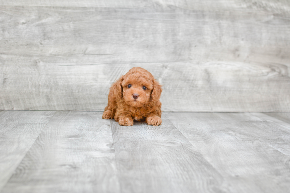 Poodle Pup Being Cute