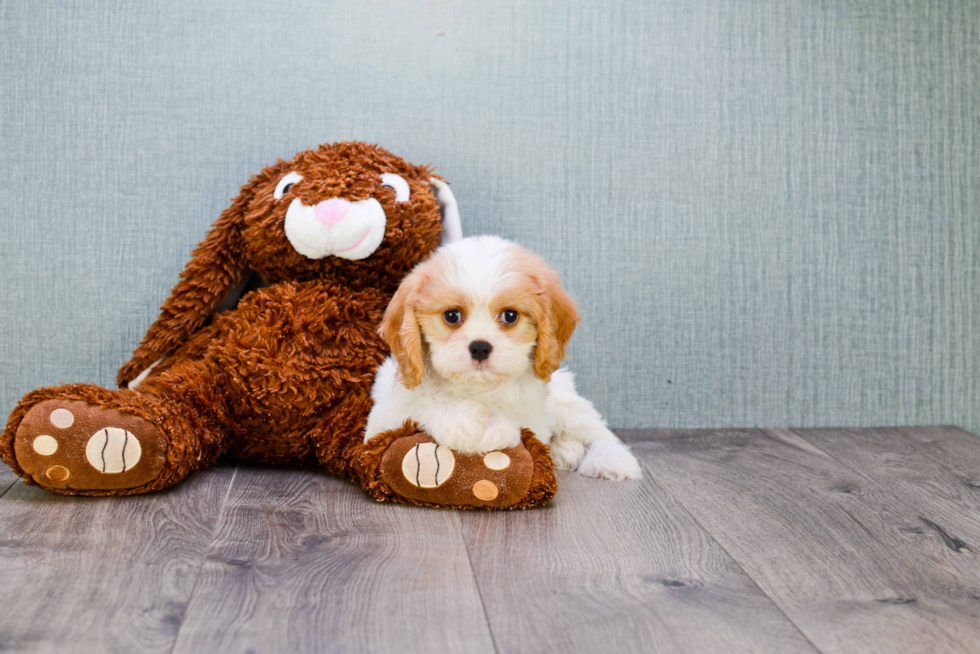 Energetic Cavoodle Poodle Mix Puppy