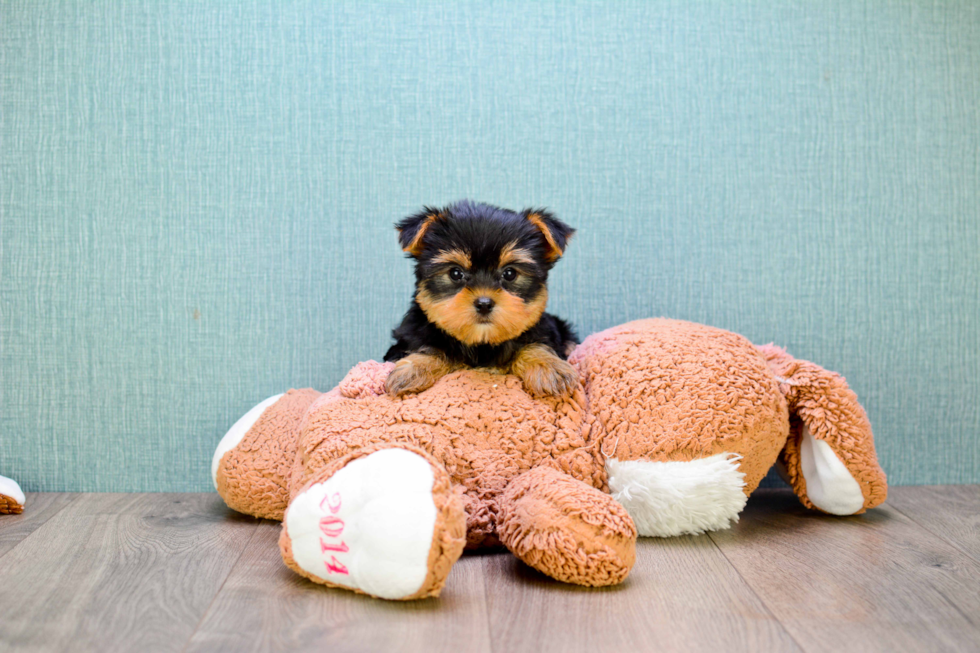 Meet Rascal - our Yorkshire Terrier Puppy Photo 