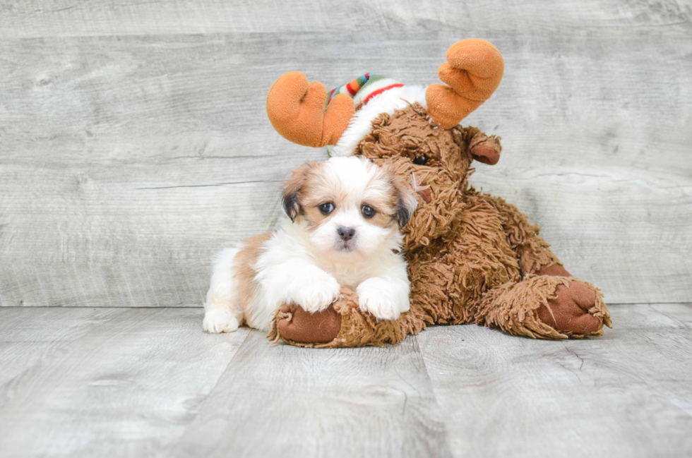 Teddy Bear Pup Being Cute