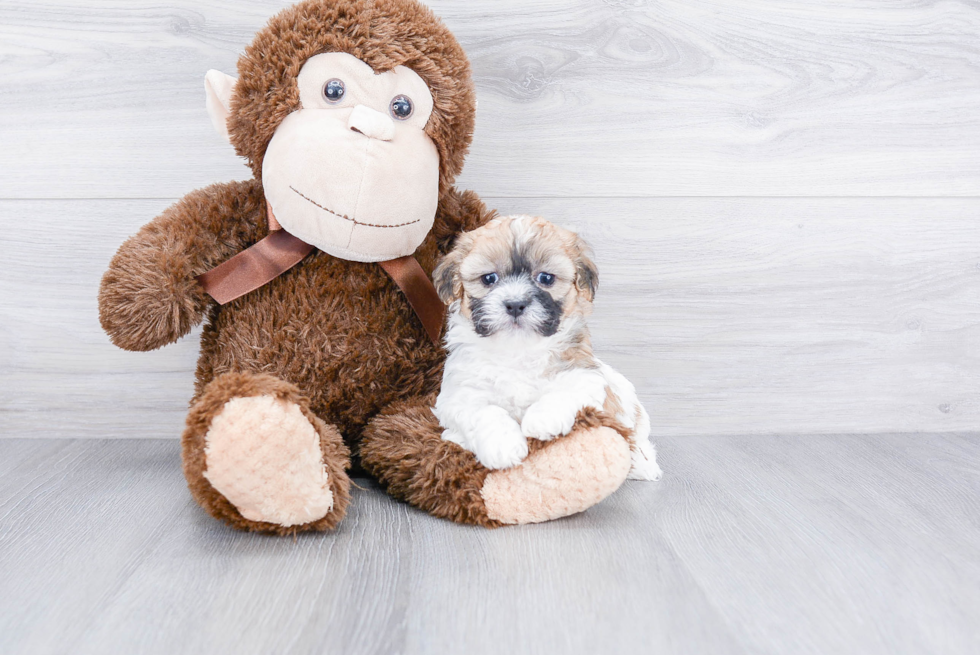 Teddy Bear Puppy for Adoption
