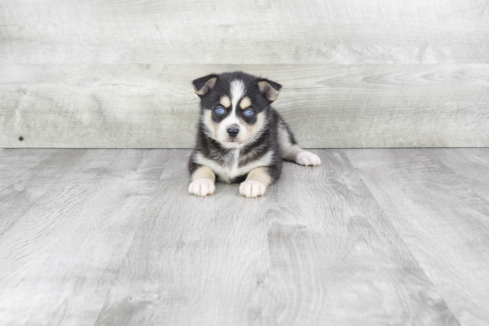 Petite Pomsky Designer Pup