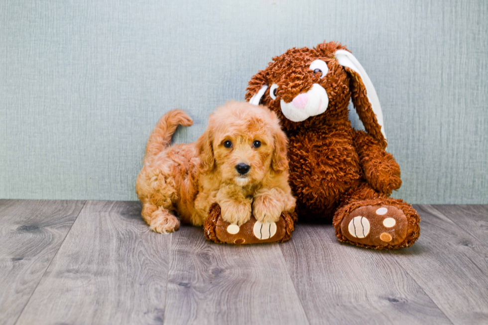 Mini Goldendoodle Puppy for Adoption