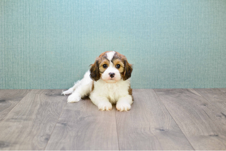 Playful Cavalier Designer Puppy