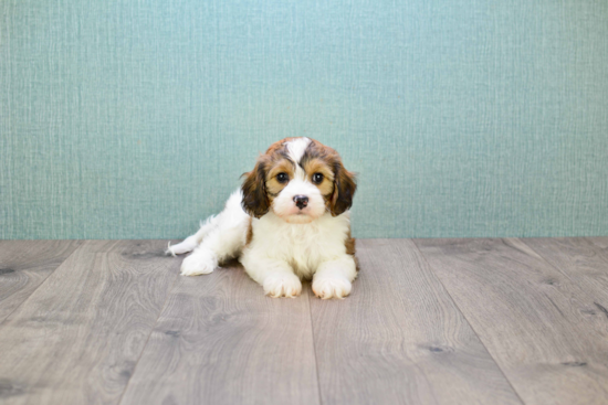 Playful Cavalier Designer Puppy