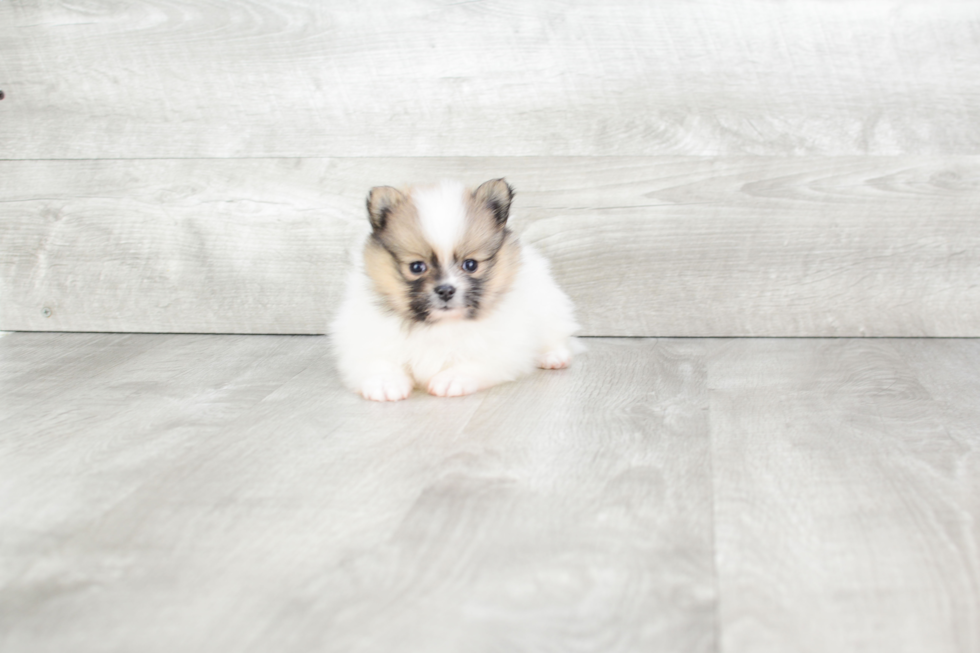 Pomeranian Puppy for Adoption