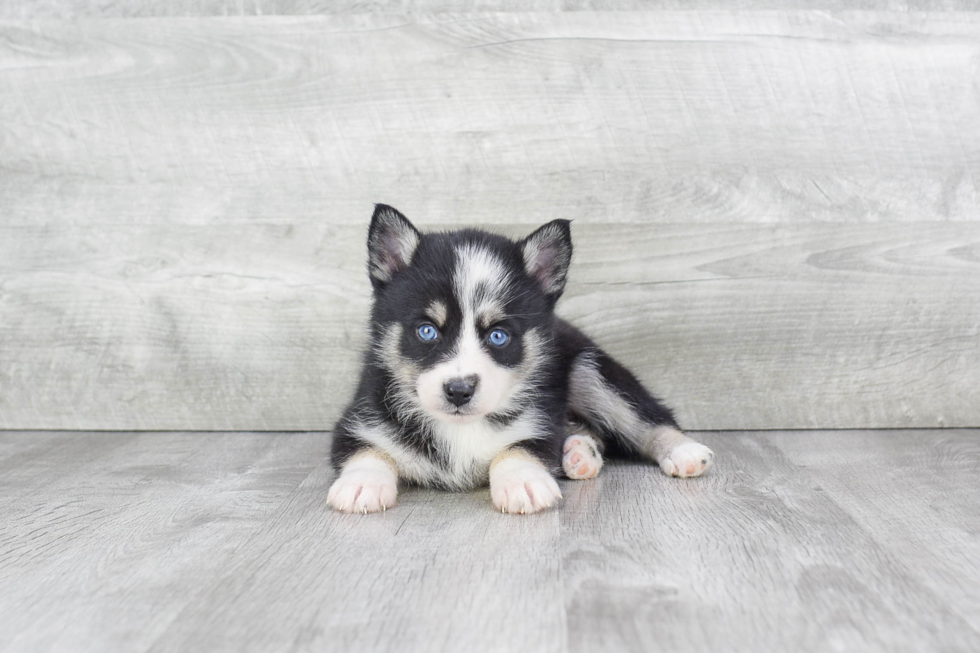 Hypoallergenic Mini Husky Designer Puppy