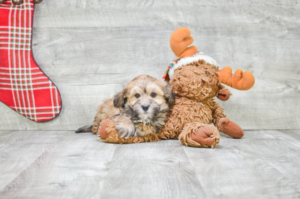 Friendly Havanese Baby