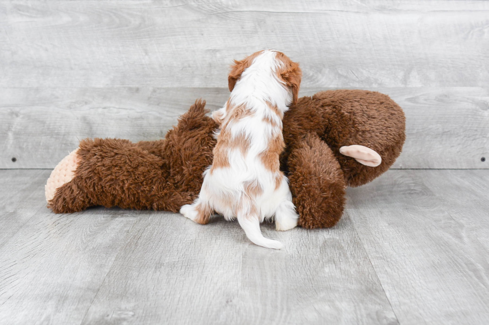 Cavalier King Charles Spaniel Puppy for Adoption