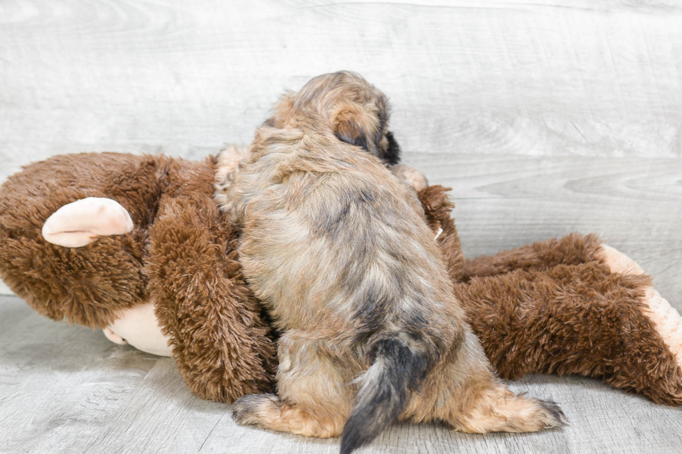 Teddy Bear Pup Being Cute