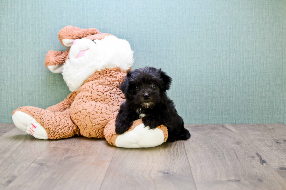 Fluffy Morkie Designer Pup