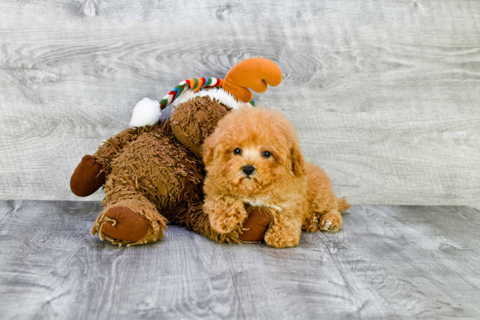 Hypoallergenic Maltese Poodle Poodle Mix Puppy