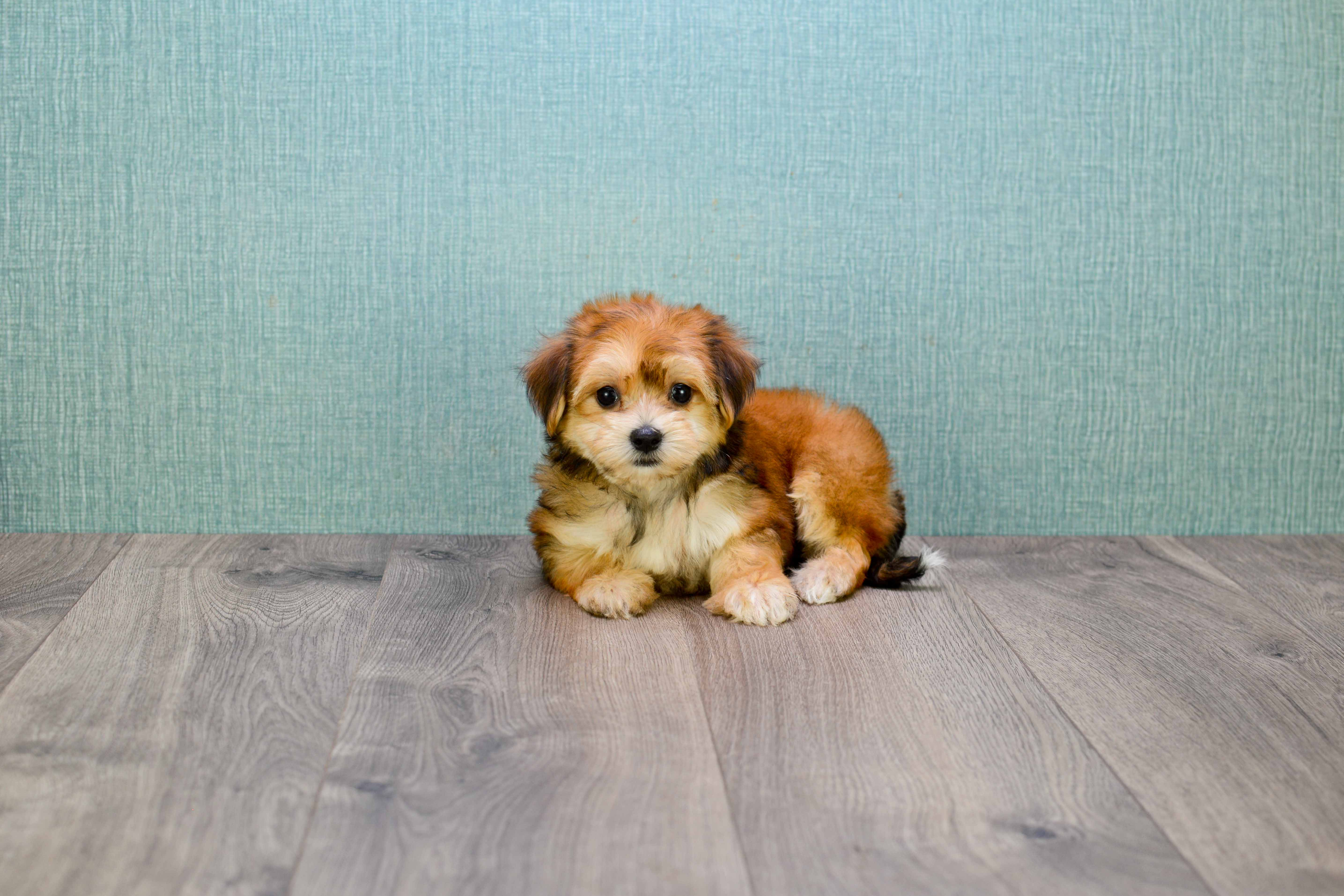 Best Morkie Baby