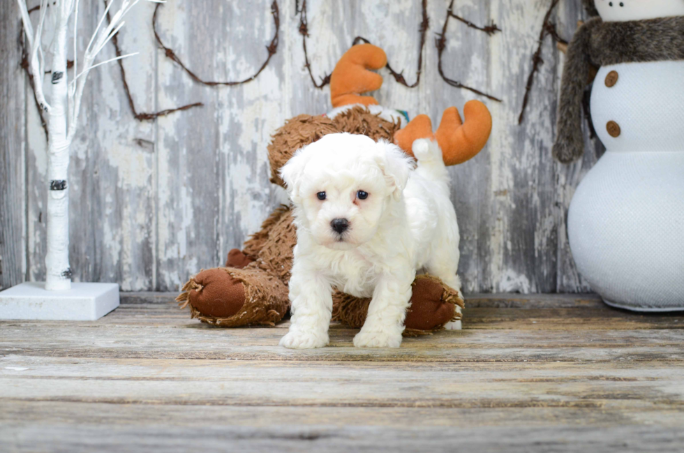 Bichon Frise Pup Being Cute