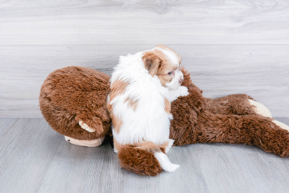 Teddy Bear Pup Being Cute