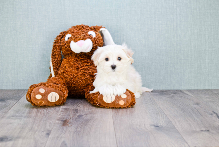 Adorable Maltese Poodle Poodle Mix Puppy