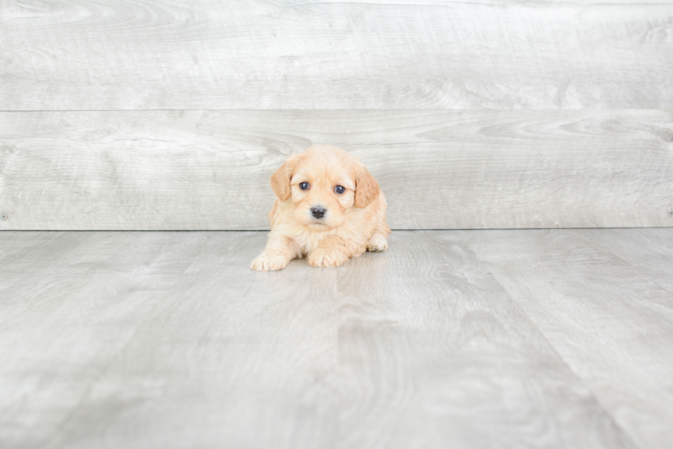 Popular Cavachon Designer Pup