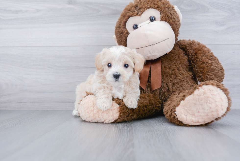 Popular Maltipoo Poodle Mix Pup