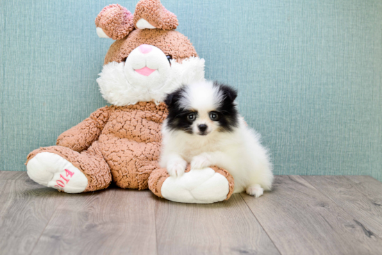 Pomeranian Pup Being Cute