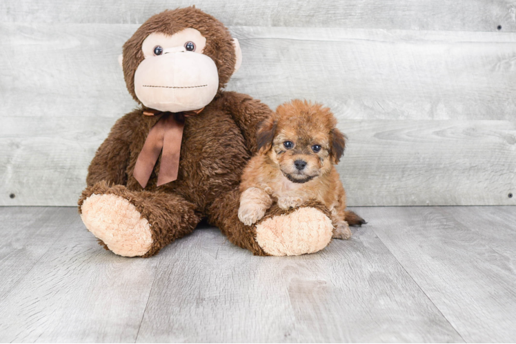 Playful Havanese Baby