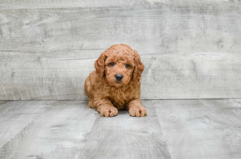 Adorable Golden Retriever Poodle Mix Puppy