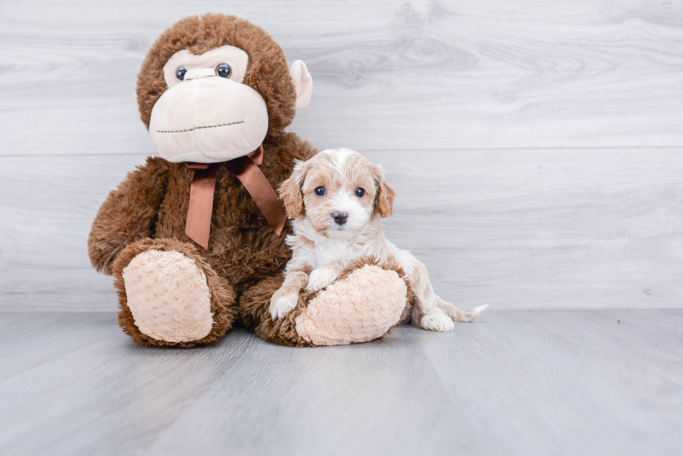 Small Cavapoo Baby