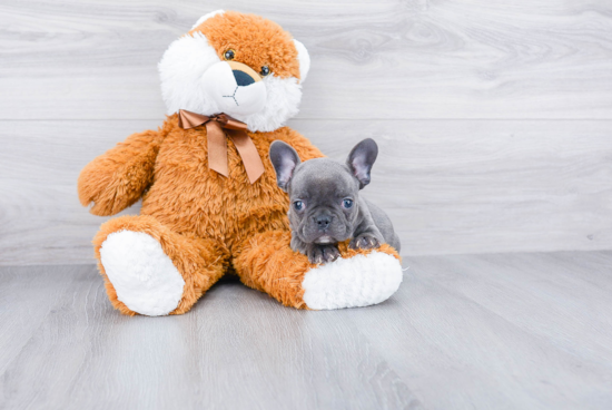 Little French Bulldog Purebred Pup