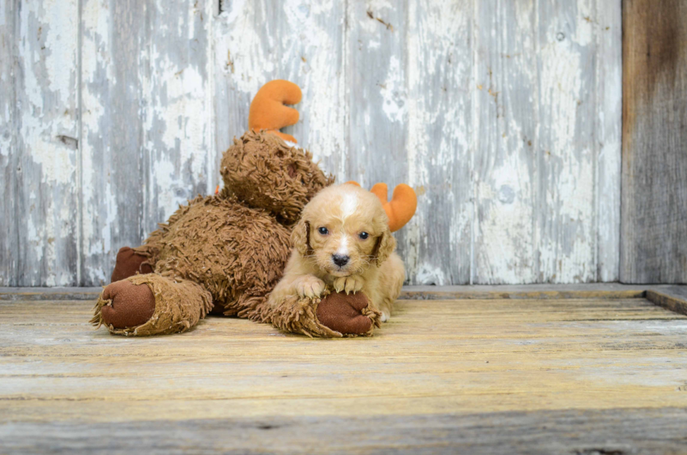 Petite Mini Goldendoodle Poodle Mix Pup