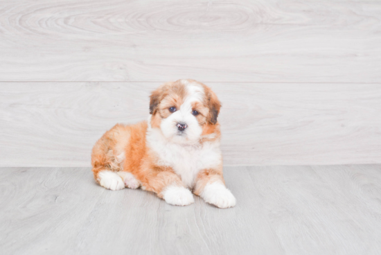 Funny Mini Bernedoodle Poodle Mix Pup